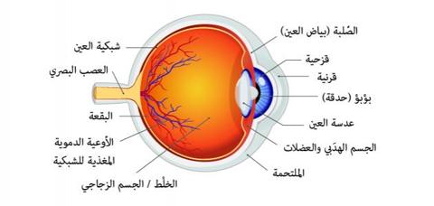 أجزاء العين