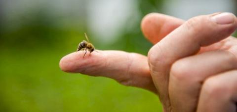 فوائد حقن سم النحل